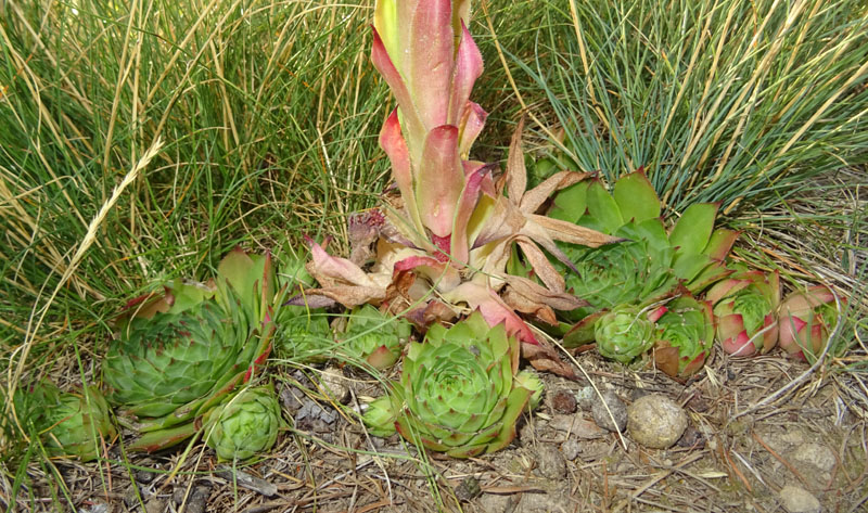 Sempervivum tectorum - Crassulaceae